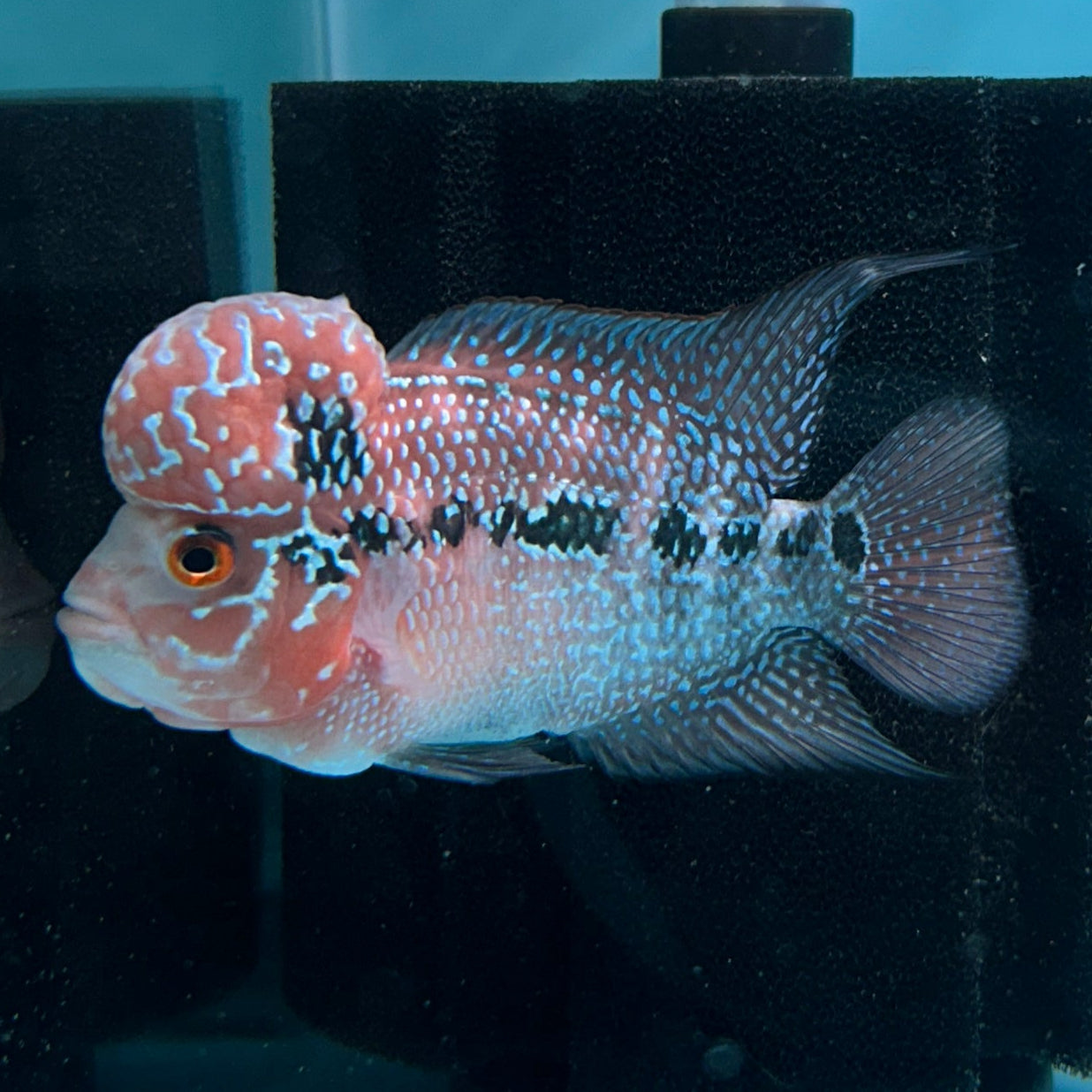 Super Red Dragon Flowerhorn MALE 4.5" inch King Kamfa BIG KOK (SRD06) D25-03