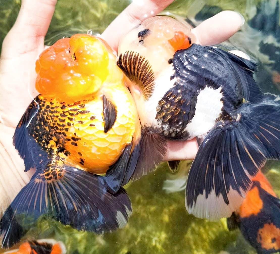 Live Fancy Goldfish Premium Thai Oranda Short Tail 3"-4" Body Apache, Panda, Tri-Color, Tiger (Our Choice)