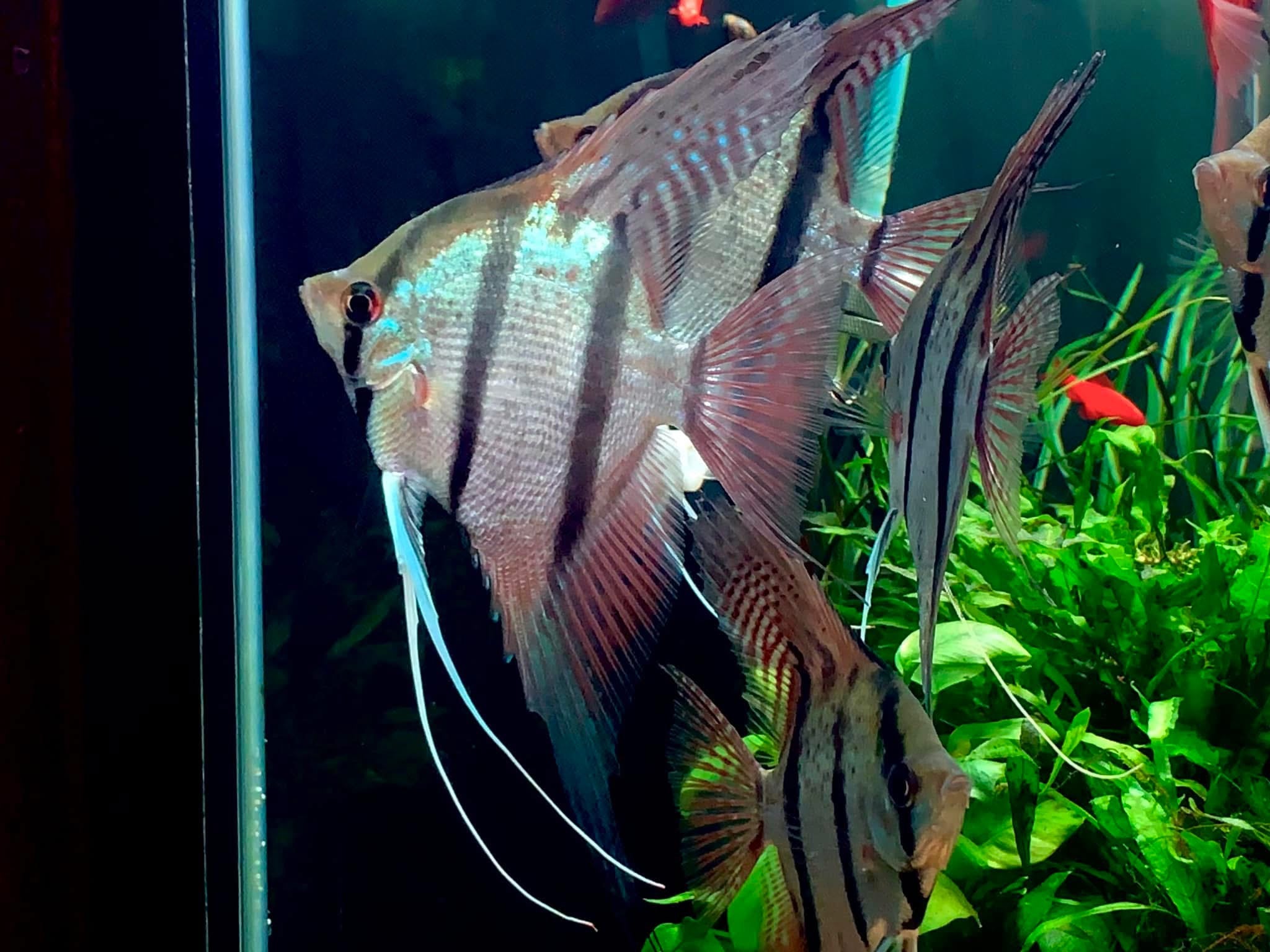 Live Fancy Fish β Rio Nanay Angelfish β Wild-Type Pterophyllum Scalare β (Our Choice)