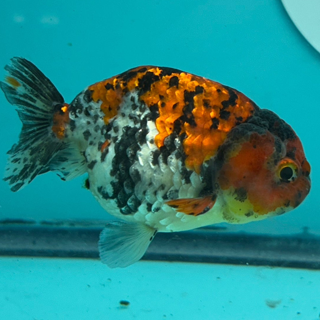 Live Premium Fancy Goldfish Thai Ranchu Red Tiger Calico 3" Male Body (DON-005)