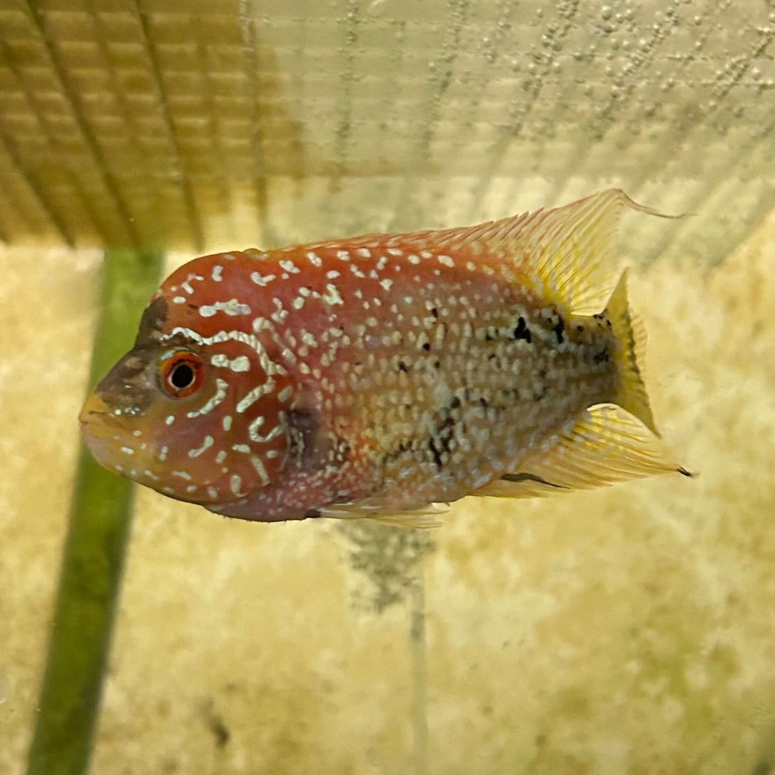 Live Freshwater Golden Base Kamfa 5"+ Male Flowerhorn by Snow X Breed Thailand (FH-001)