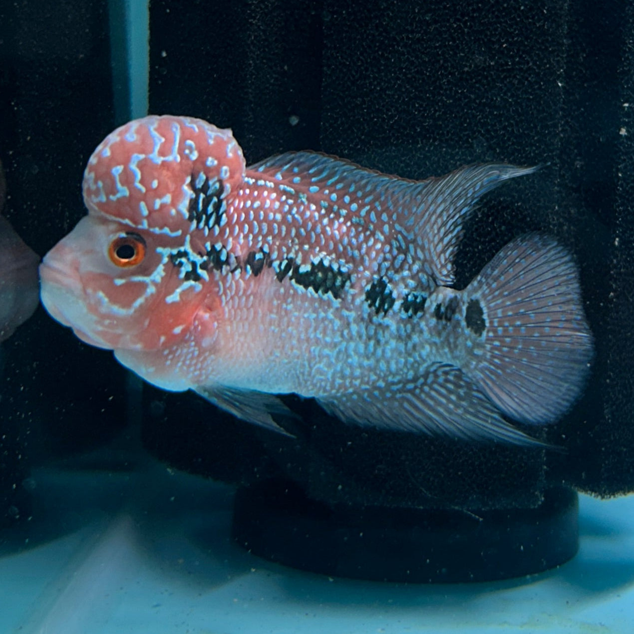 Super Red Dragon Flowerhorn MALE 4.5" inch King Kamfa BIG KOK (SRD06) D25-03