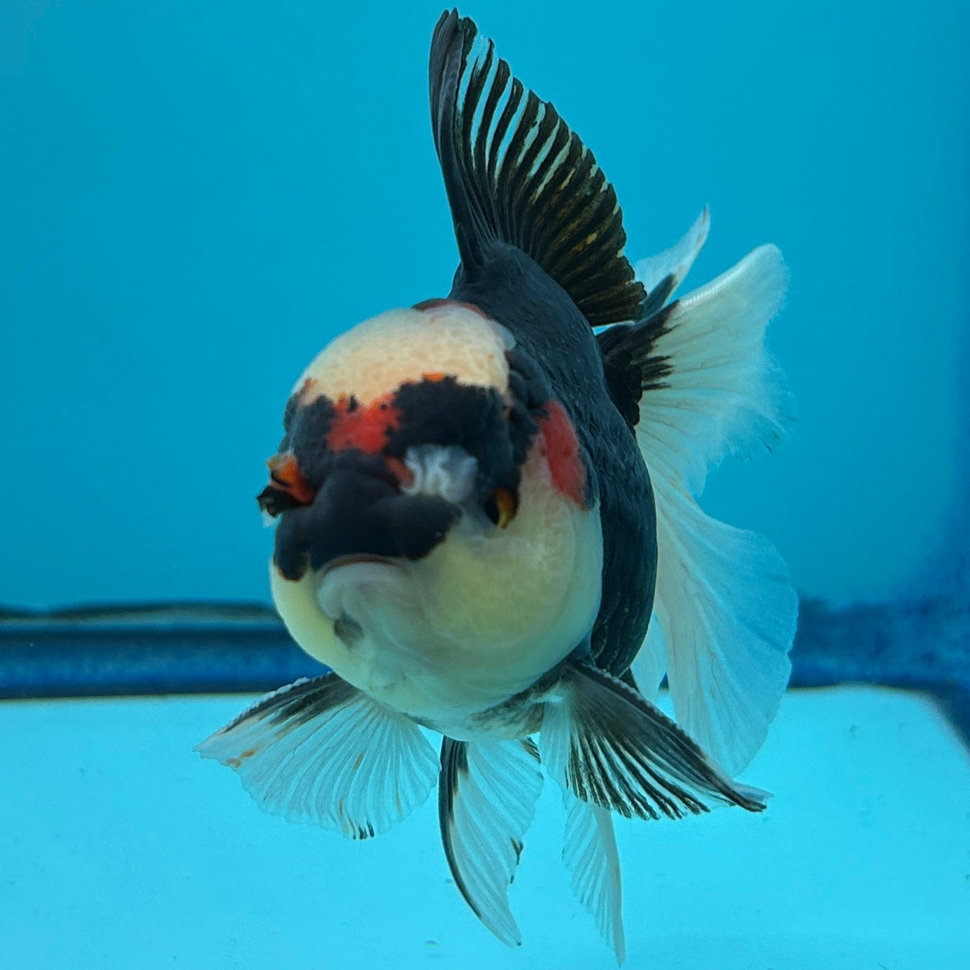 Grade AA Thai Oranda Tri-Color Orchid Tail Strong Body Structure 3.5” Body Male 8 Months (JC-015)