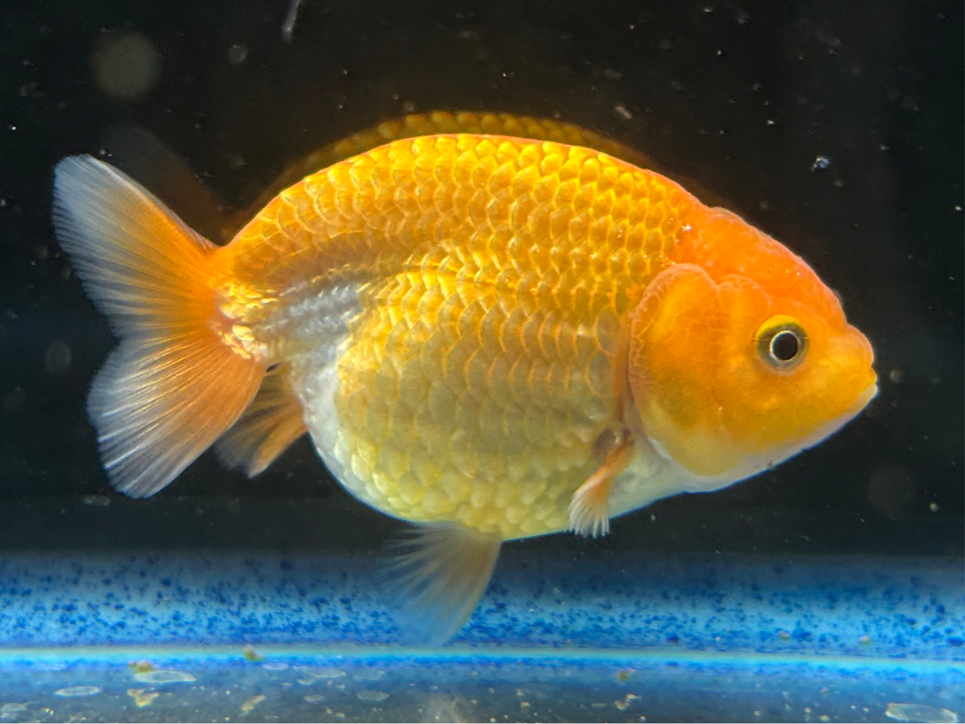 Thai Ranchu Red & White Male 3” Body 4 Months(JC-006)