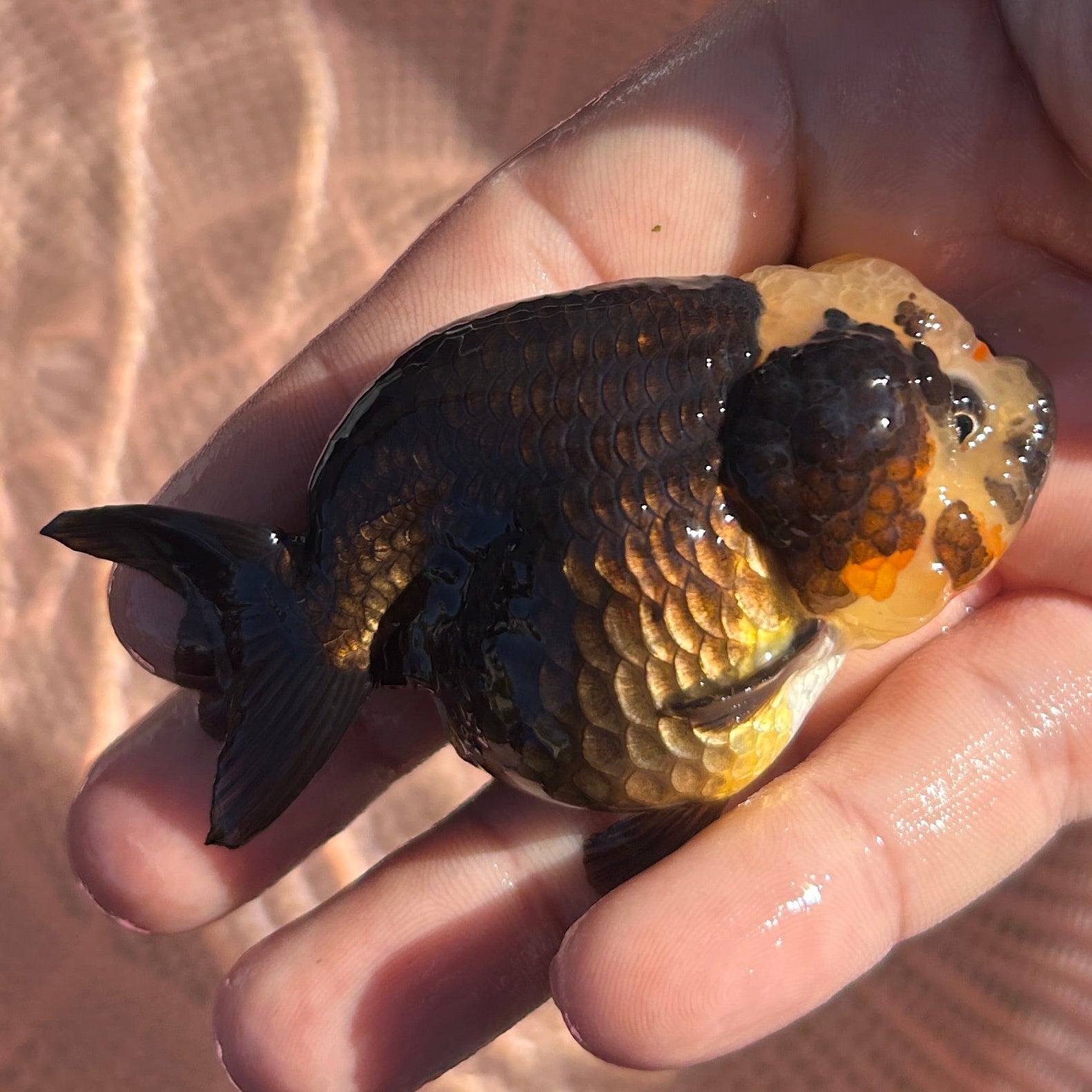 Live Premium Fancy Goldfish AA Thai Lionchu Panda 2.5” body Male 5 Months (JC-159) BlackTub#3
