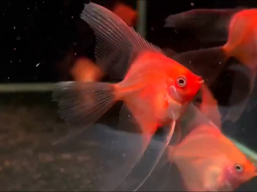 Live Fancy Fish – Sunset Longfin Angelfish – Rare Line-Bred Pterophyllum Scalare – Direct From Farm