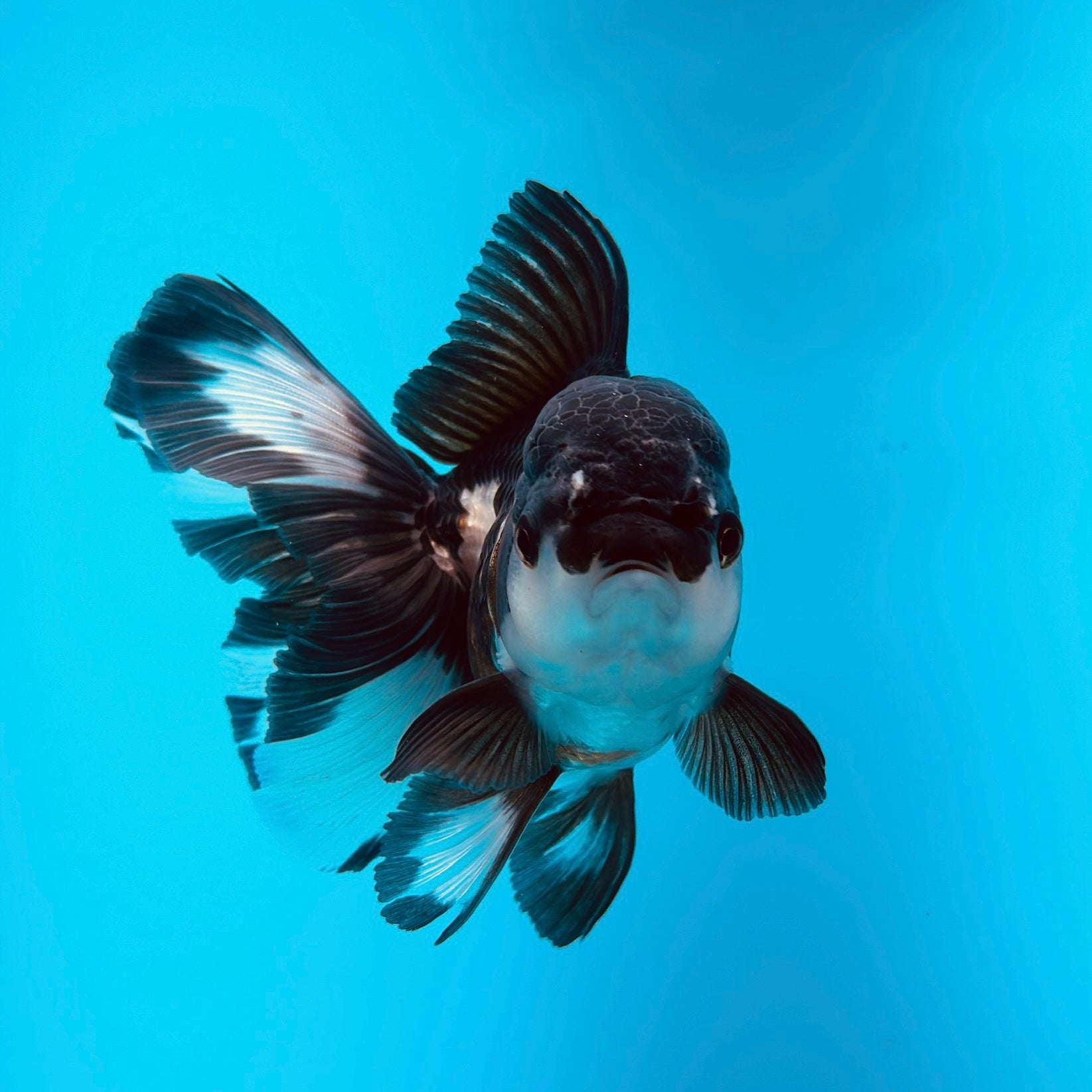 Live Premium Fancy Goldfish Thai Oranda 2"-4" Body Panda (Our Choice)