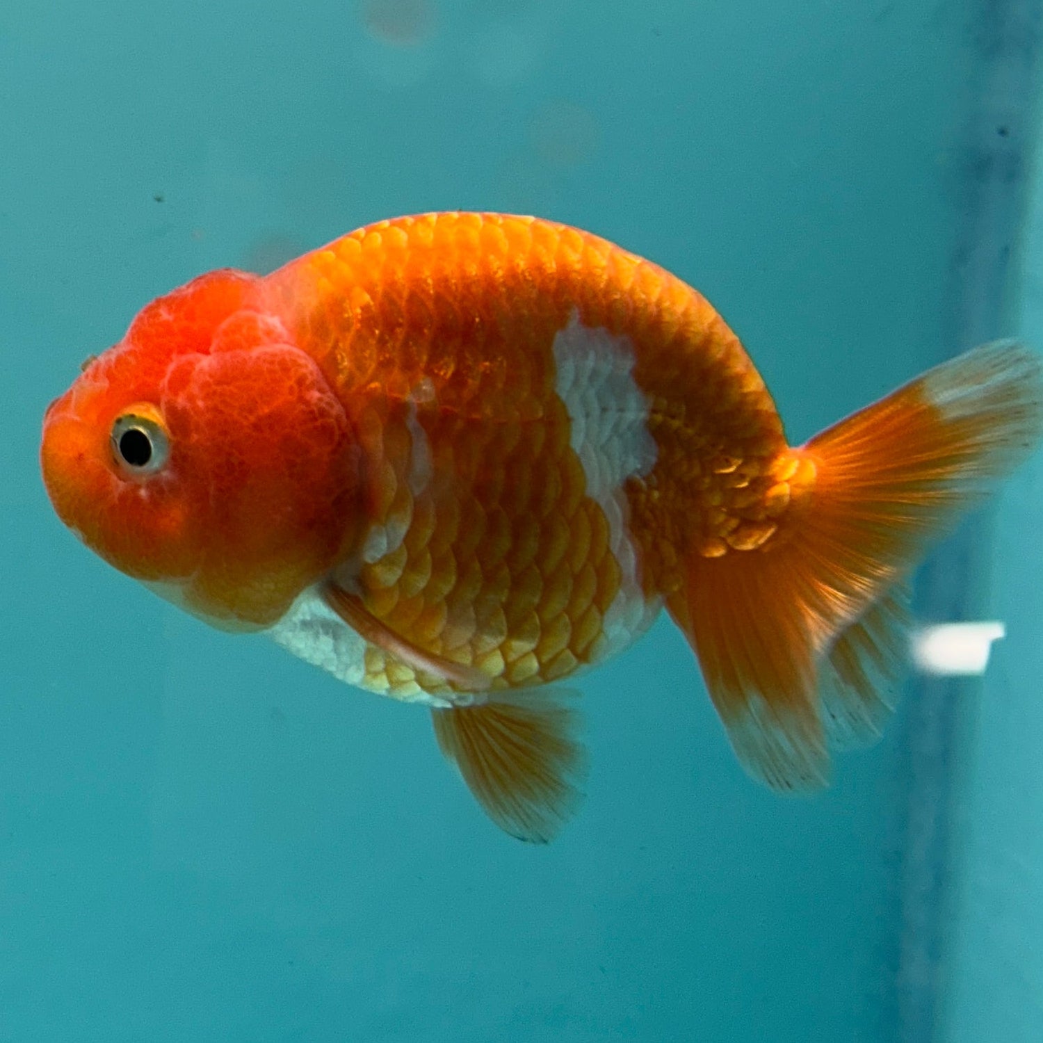 Live Premium Fancy Goldfish Thai Lionchu Red & White 3" Male Body (DON-002)