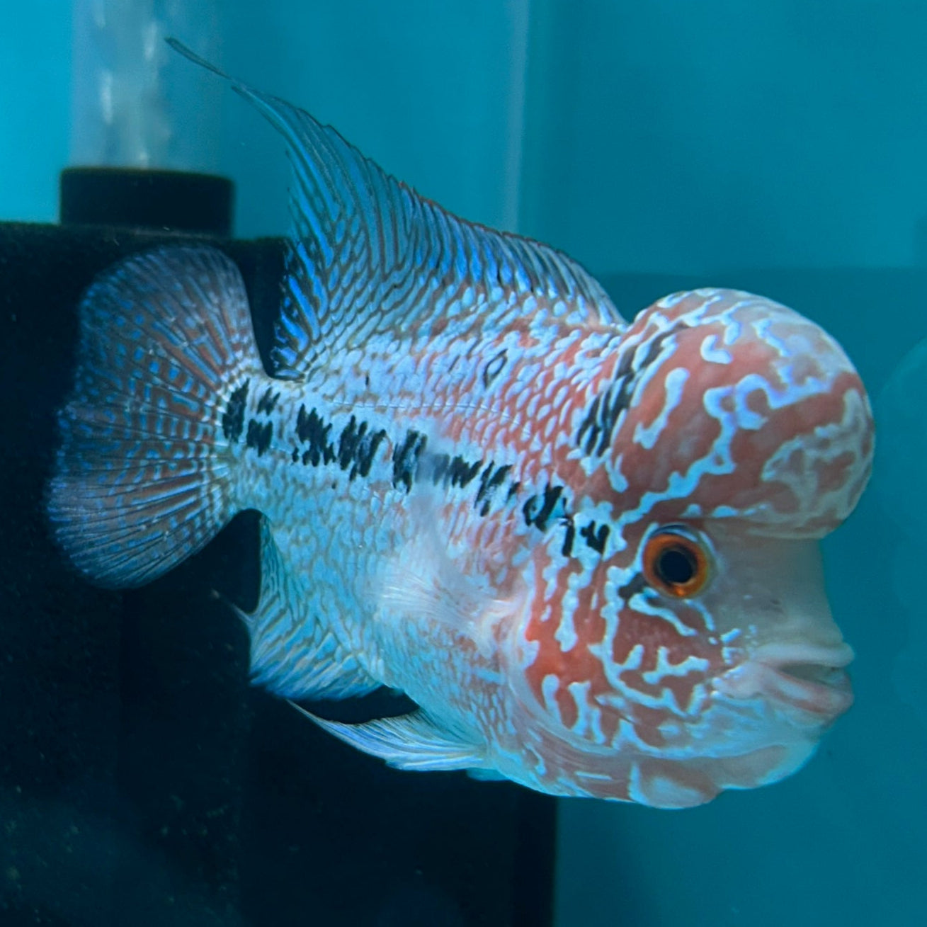 Super Red Dragon Flowerhorn MALE 4.5" inch King Kamfa BIG KOK (SRD04) D25-01