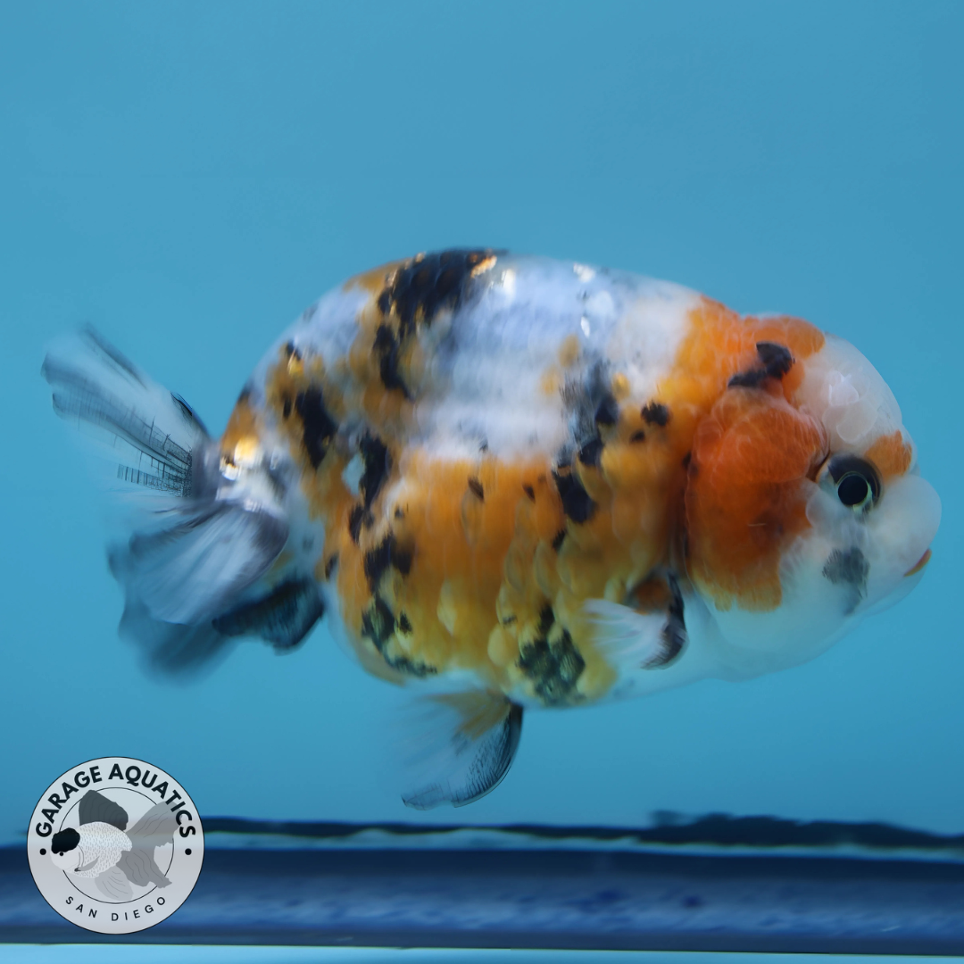 Live Premium Fancy Goldfish Ranchu Galaxy Calico Male 3.5” body 8 Months (JC-059)
