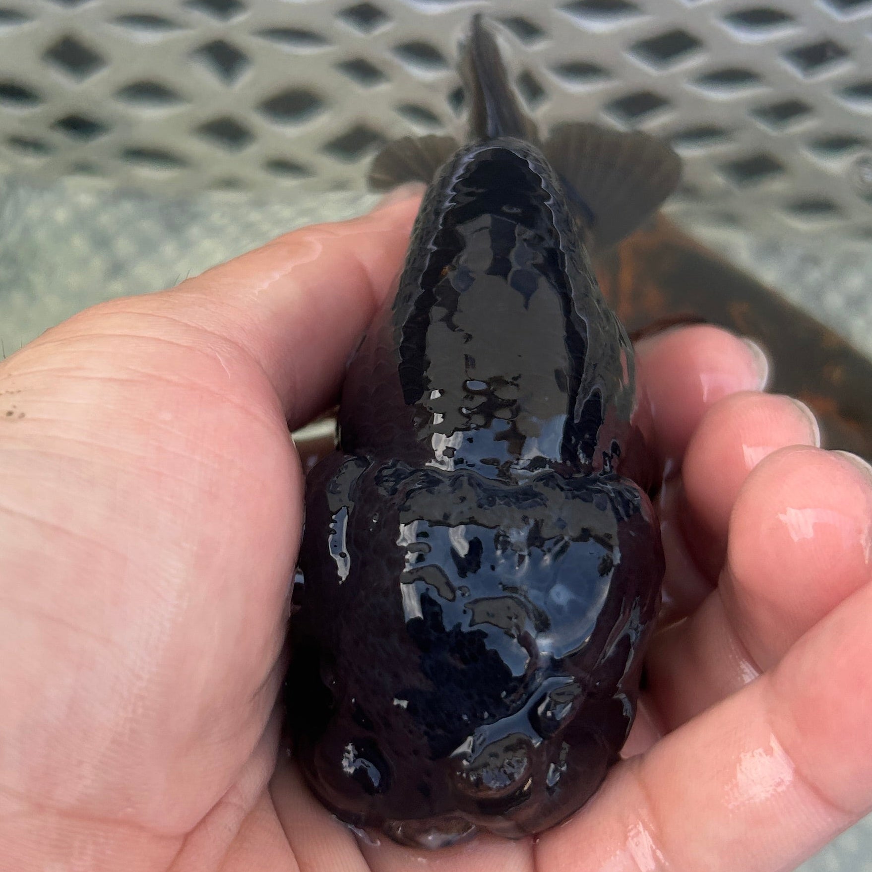 Live Premium Fancy Goldfish Thai Lionchu Black 3.5” body Male 7 Months (JC-145) BlackTub#2