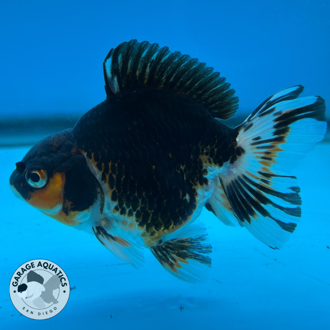 Thai Oranda Tri-Color Yuan Bao Short Tail Male 3β Body 7 Months (JC-051)