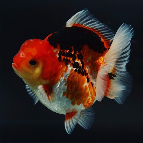Live Fancy Goldfish Premium SHOGUN Thai Oranda Short Tail Yuan Bao Direct From Farm (Our Choice)