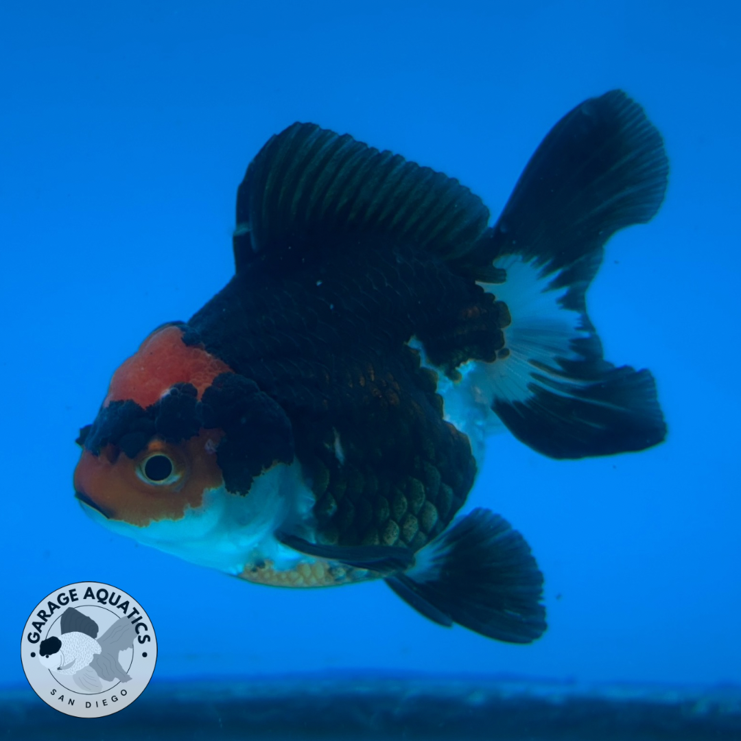 Thai Oranda Tri-Color Red Cap Yuan Bao Short Tail Female 3β Body 7 Months (JC-035)