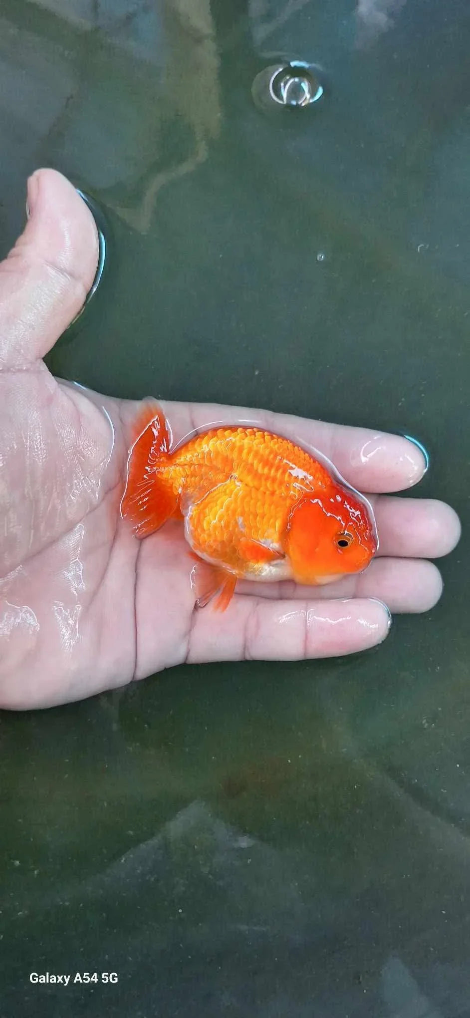 Red and White Thai Ranchu Goldfish, 3" Body 7 Months (Our Choice)