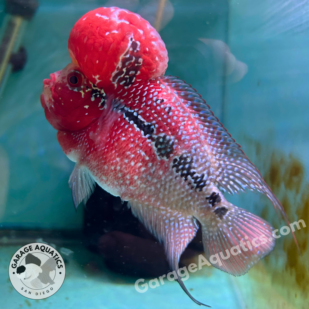 Super Red Dragon Flowerhorn MALE 5" inch BIG KOK