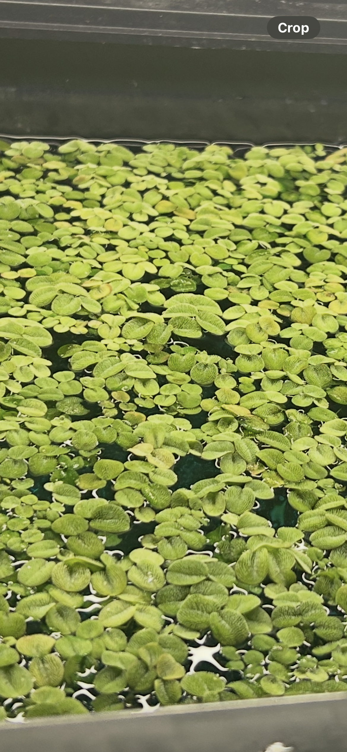Water Spangles (Salvinia minima) – Live Floating Plant | 2oz Cup