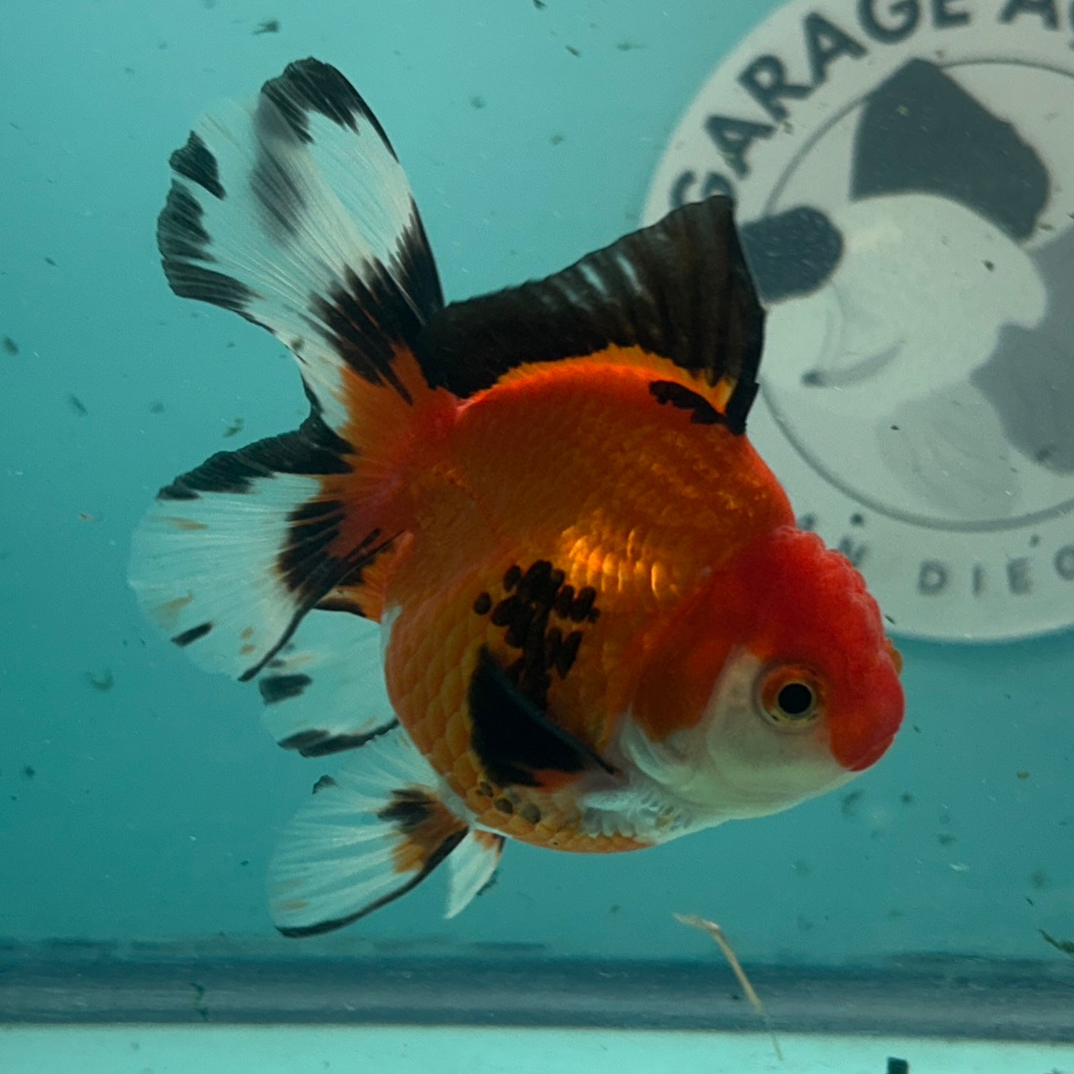 Live Premium Fancy Goldfish Thai Oranda Tri-Color 3" Male Body (SAK-003)