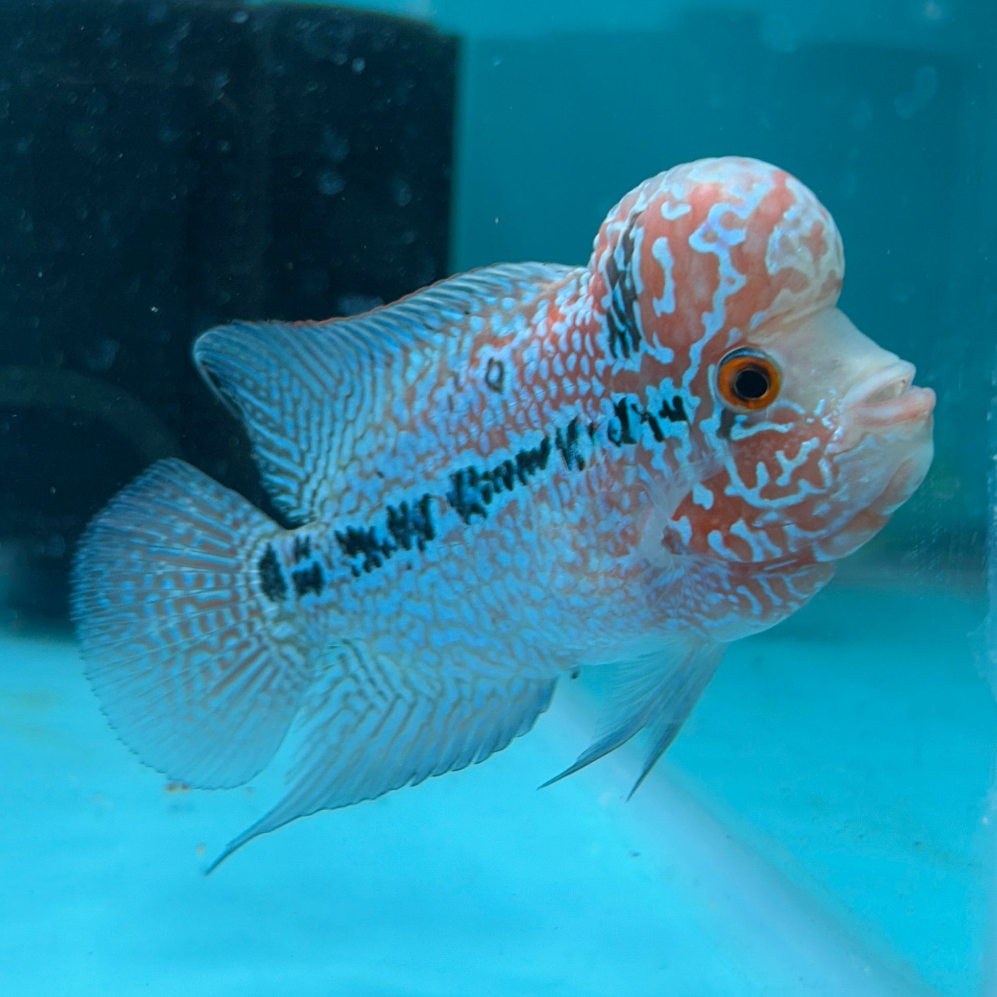 Super Red Dragon Flowerhorn MALE 4.5" inch King Kamfa BIG KOK (SRD04) D25-01