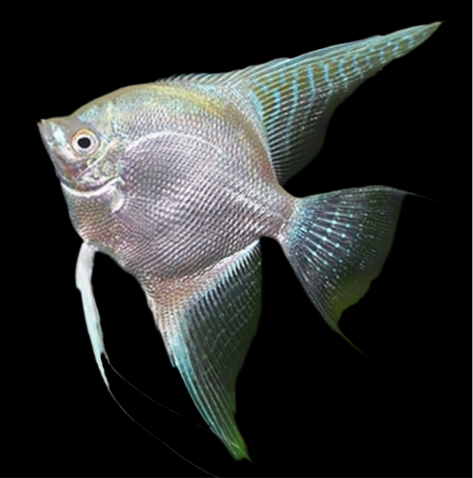 Live Fancy Fish – Diamond Koi Angelfish – Stunning Line-Bred Pterophyllum Scalare – Direct From Farm
