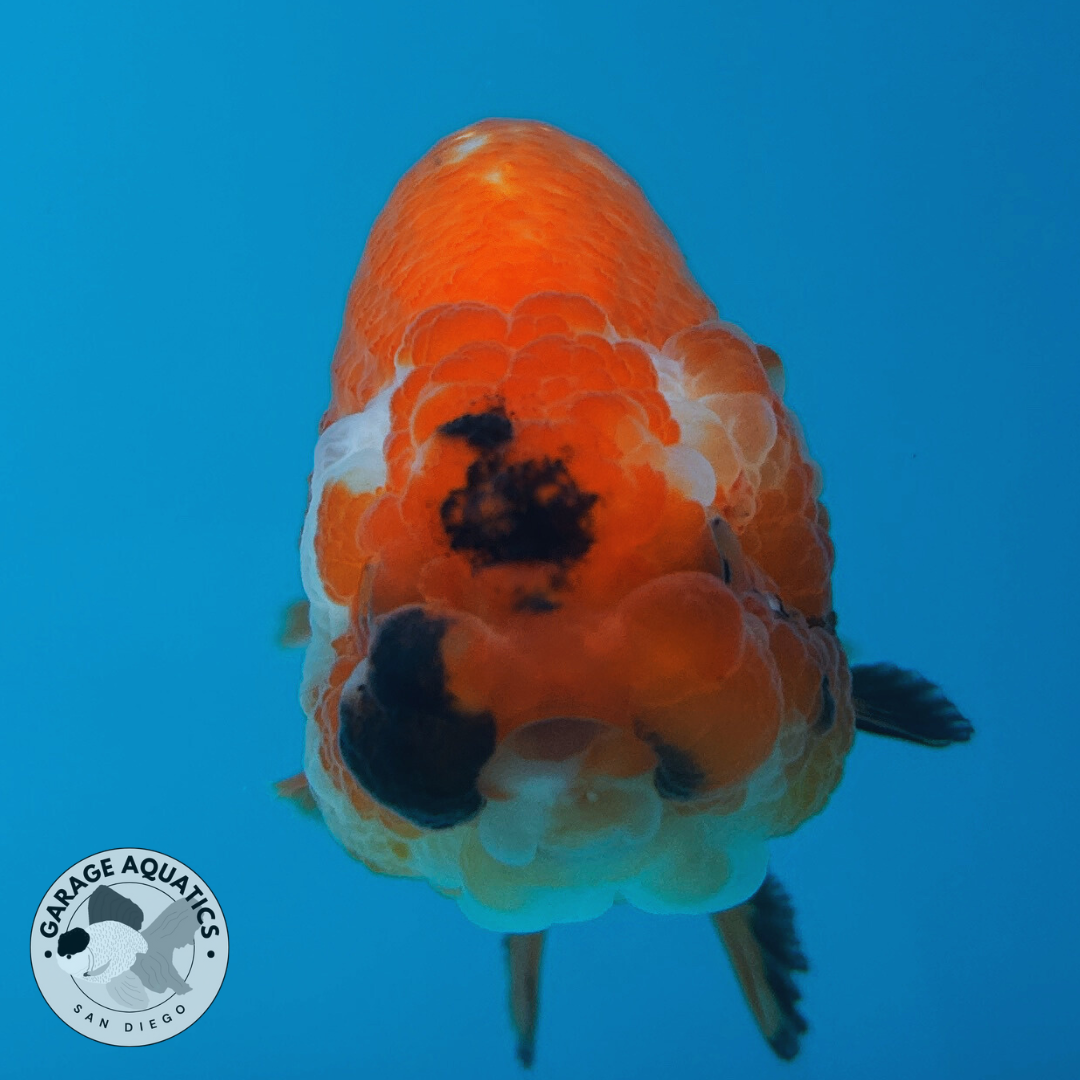 Live Premium Fancy Goldfish Lionchu Dragon Head Red/White 3” body