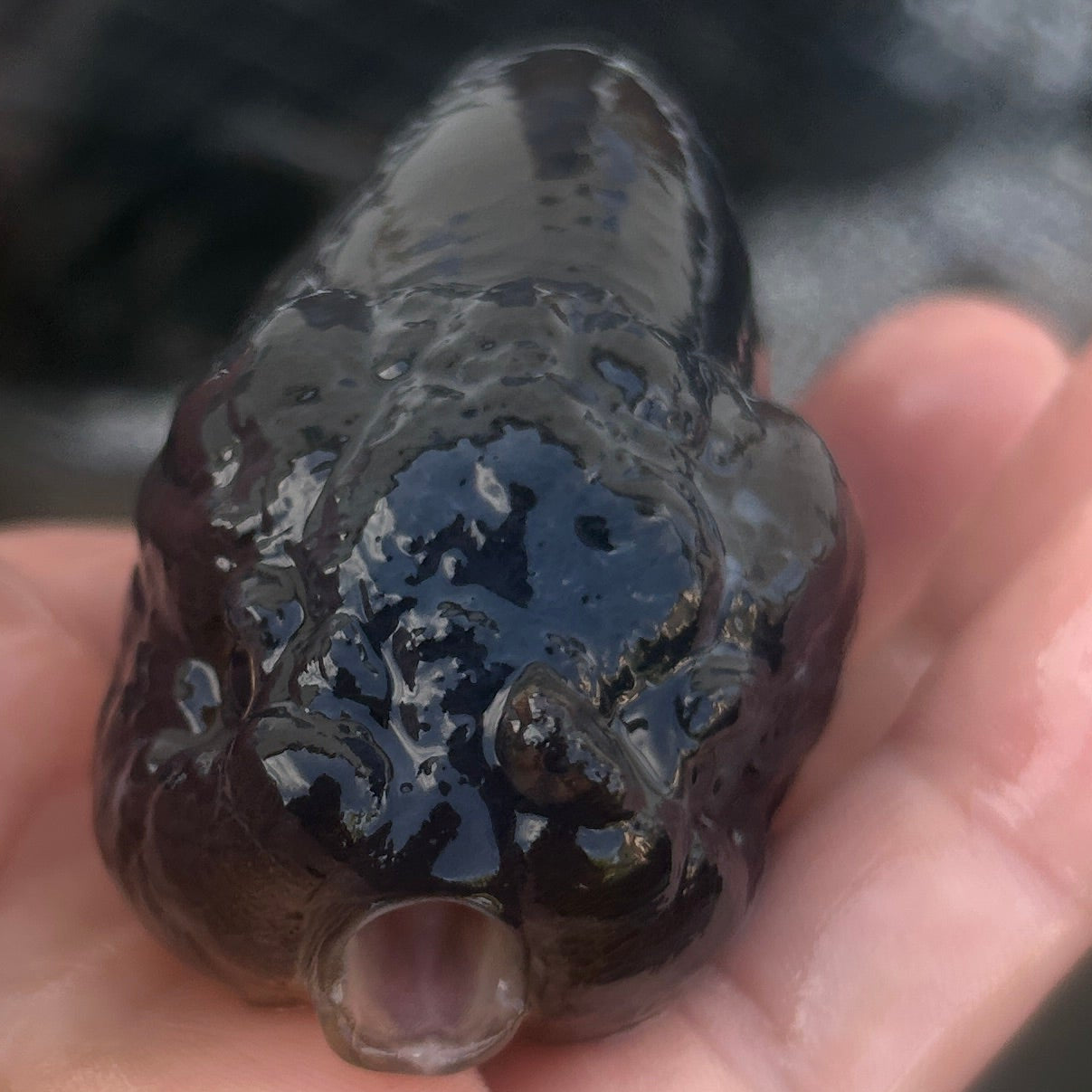 Live Premium Fancy Goldfish Thai Lionchu Black 3.5” body Male 7 Months (JC-145) BlackTub#2