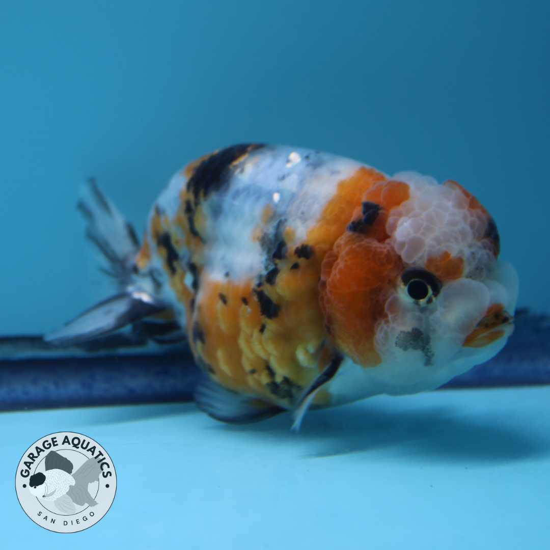 Live Premium Fancy Goldfish Ranchu Galaxy Calico Male 3.5” body 8 Months (JC-059)