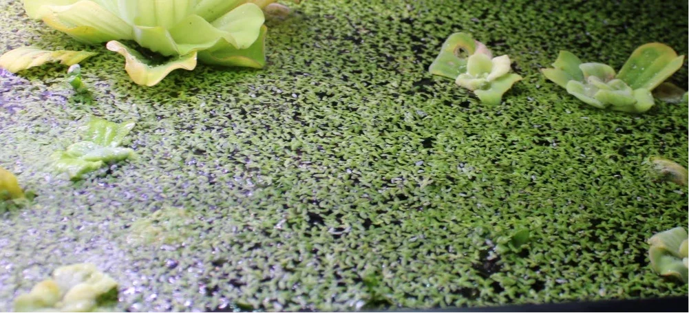 Green duckweed floating on the water surface in an aquarium for natural algae control.
