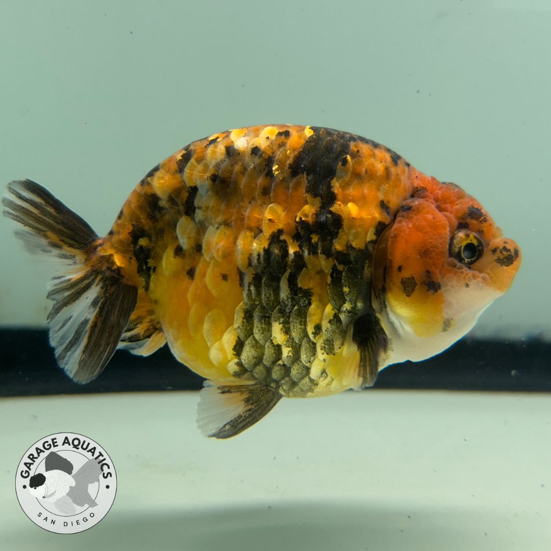 Live Fancy Goldfish Thai Ranchu Tiger Calico 3β Body Male 6 Months (JC-034)
