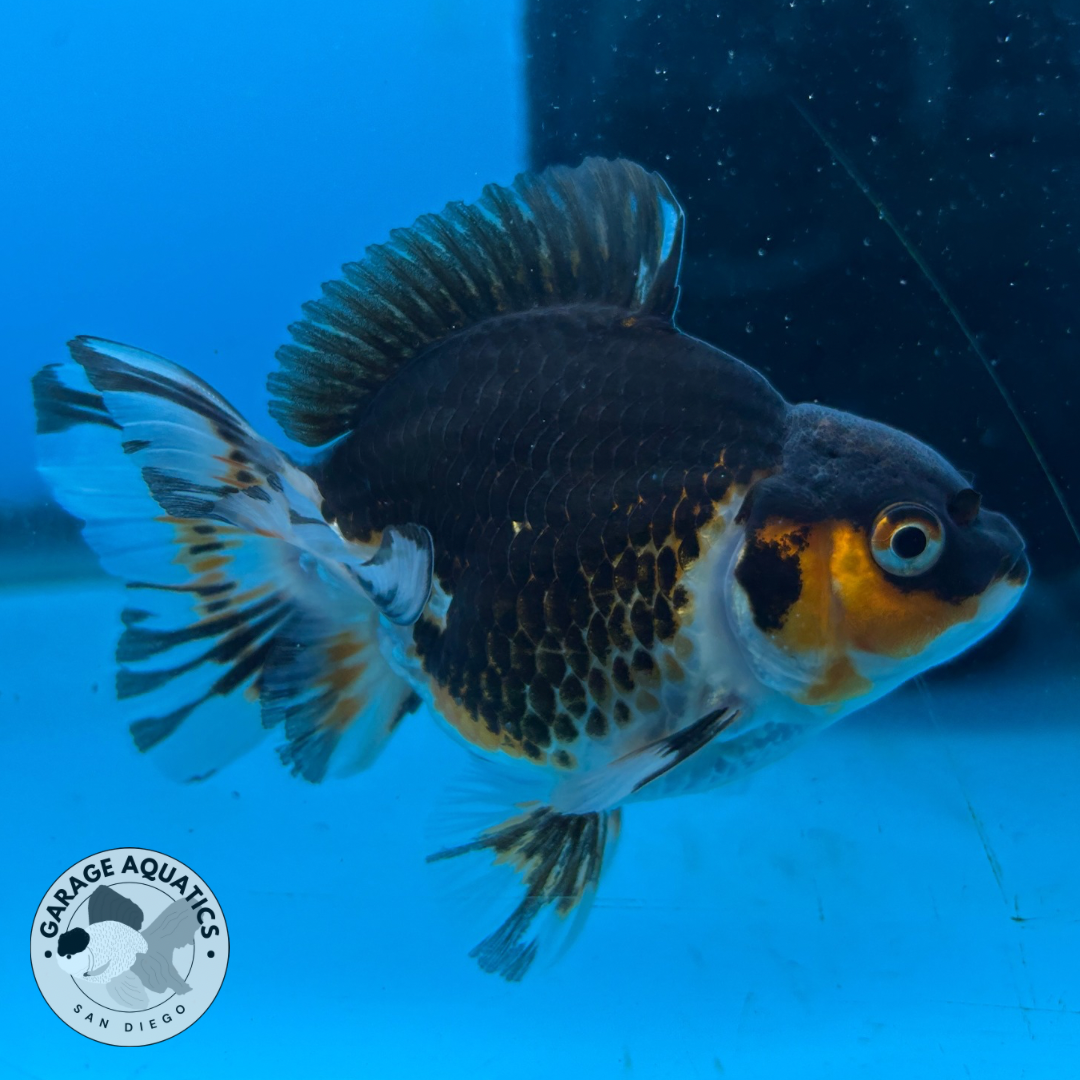 Thai Oranda Tri-Color Yuan Bao Short Tail Male 3β Body 7 Months (JC-051)