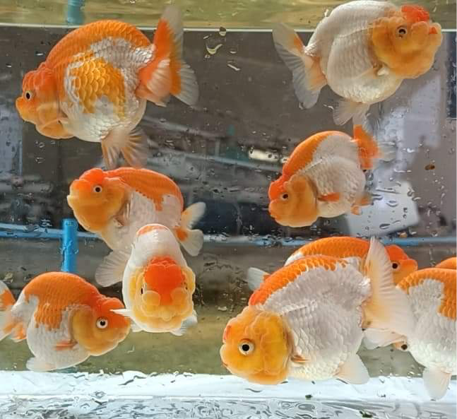 Live Fancy Goldfish Premium Select A Grade Our Choice Mix Color Ranchu 1.5"~2" (Our Choice)