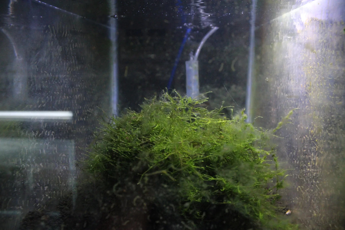 Lush green Java Moss plant in a freshwater aquarium tank.