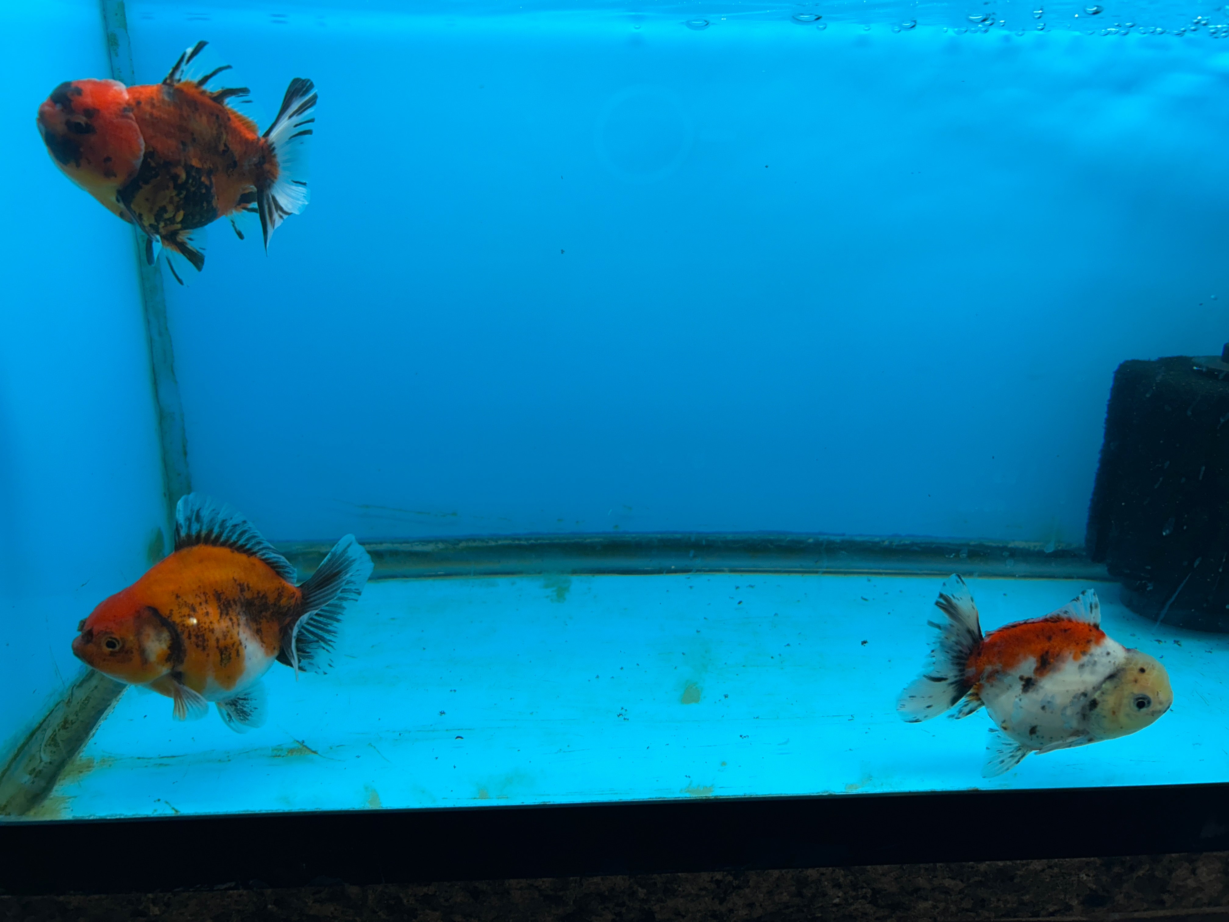 Live Fancy Goldfish Premium SHOGUN Thai Oranda Short Tail Yuan Bao Direct From Farm (Our Choice)