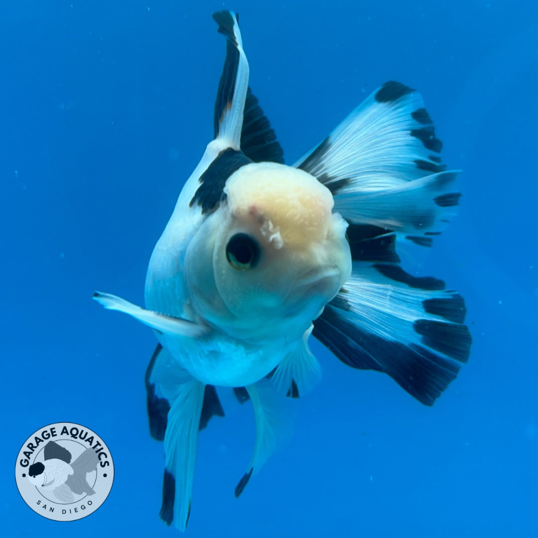 Thai Oranda Panda Rose Tail Strong Body Structure 3.5” Body Male 8 Months (JC-011)