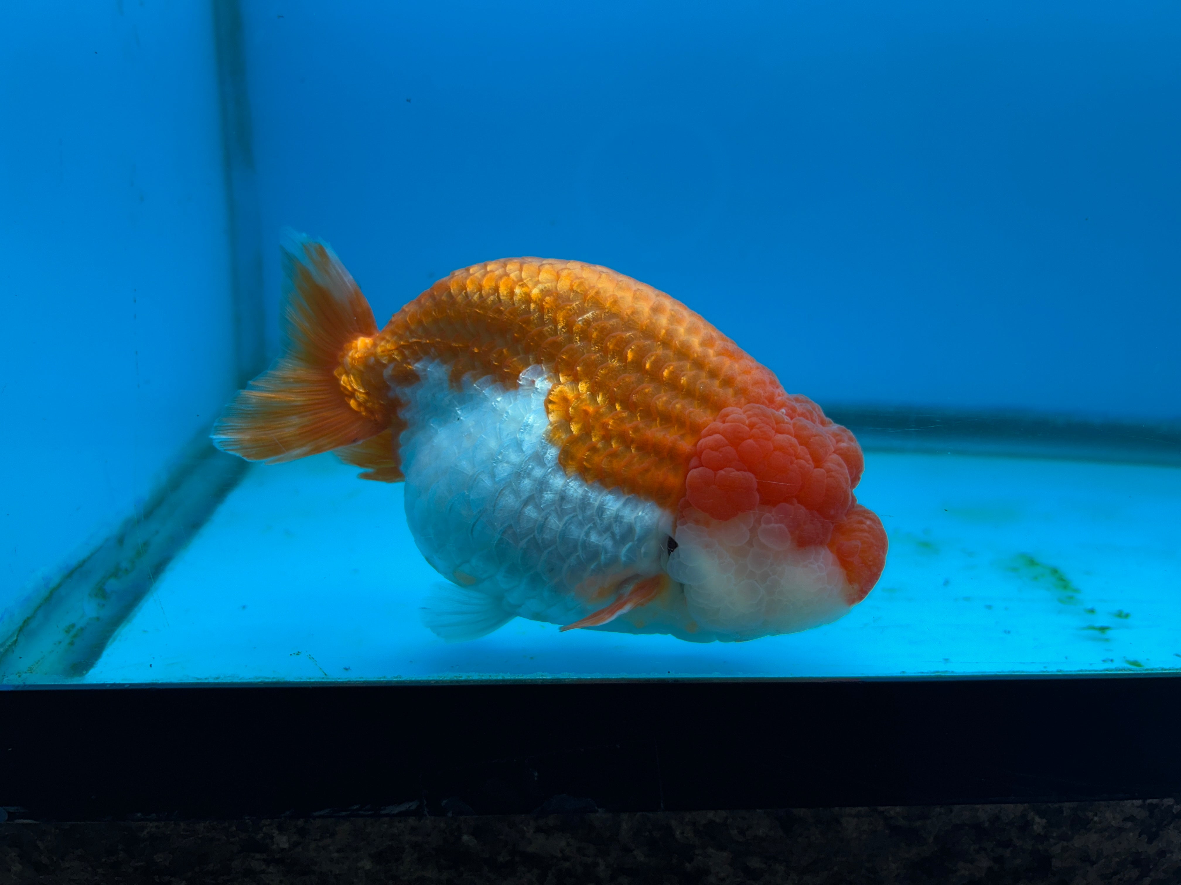 Live Premium Fancy Thai Jumbo Ranchu Red & White 4”-5” Body Size (Our Choice)