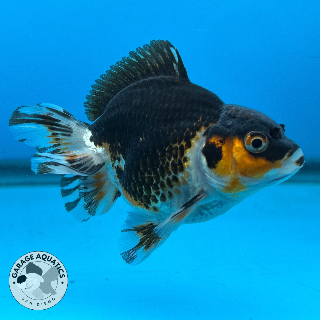 Thai Oranda Tri-Color Yuan Bao Short Tail Male 3β Body 7 Months (JC-051)