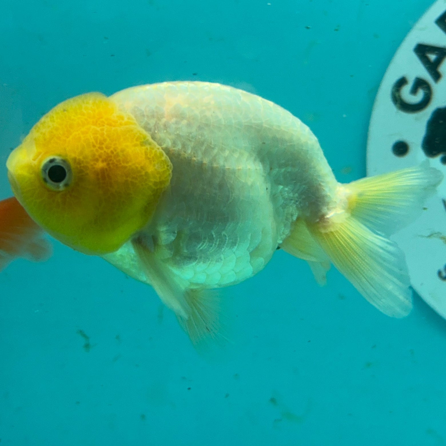 Live Premium Fancy Goldfish Thai Lionchu White Lemon Head 3" Female Body (DON-009)