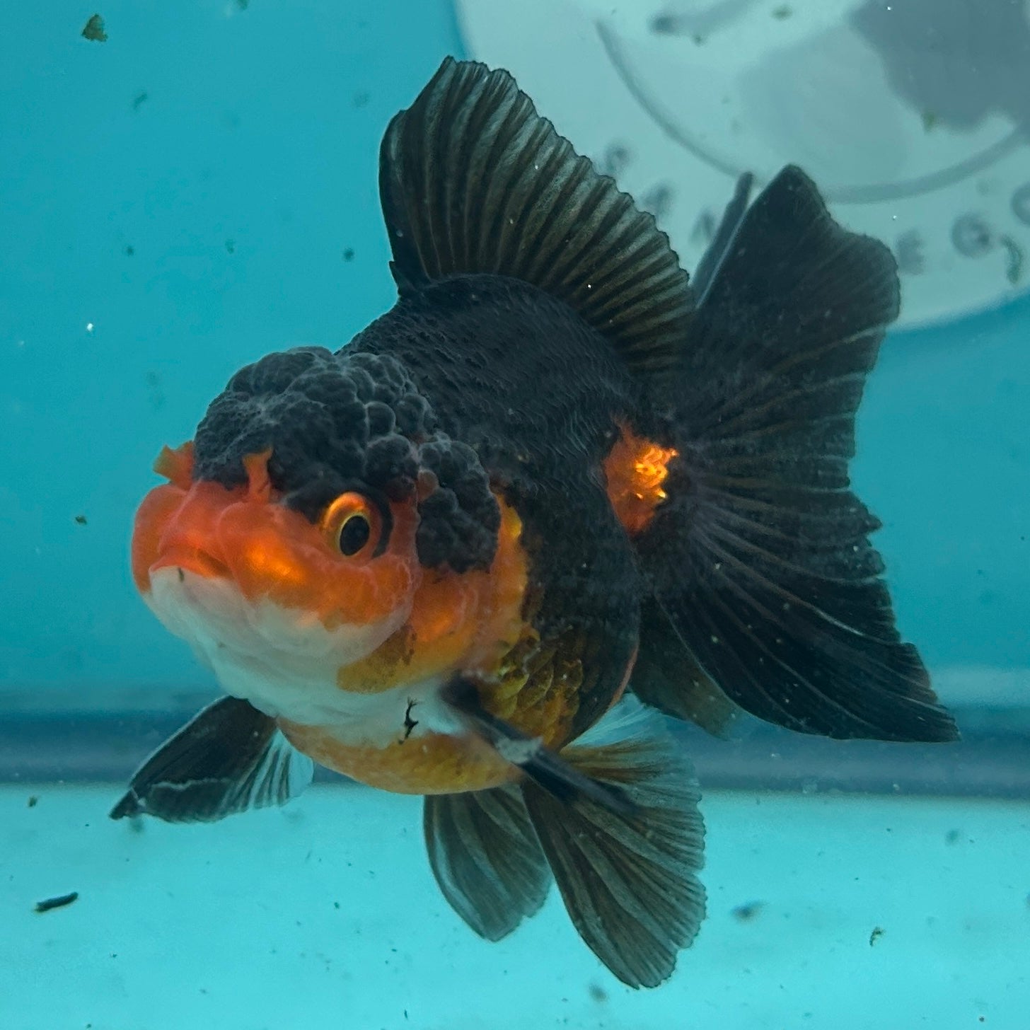 A close-up underwater photo of a black-and-orange goldfish with a bumpy, textured head against a bright aqua background.