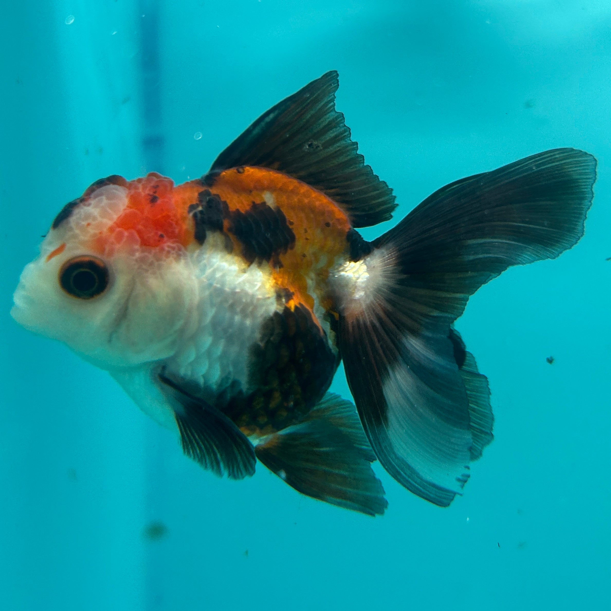 Live Premium Fancy Goldfish Thai Oranda Tri-Color Button Eye 2.5" Male Body (SAK-002)