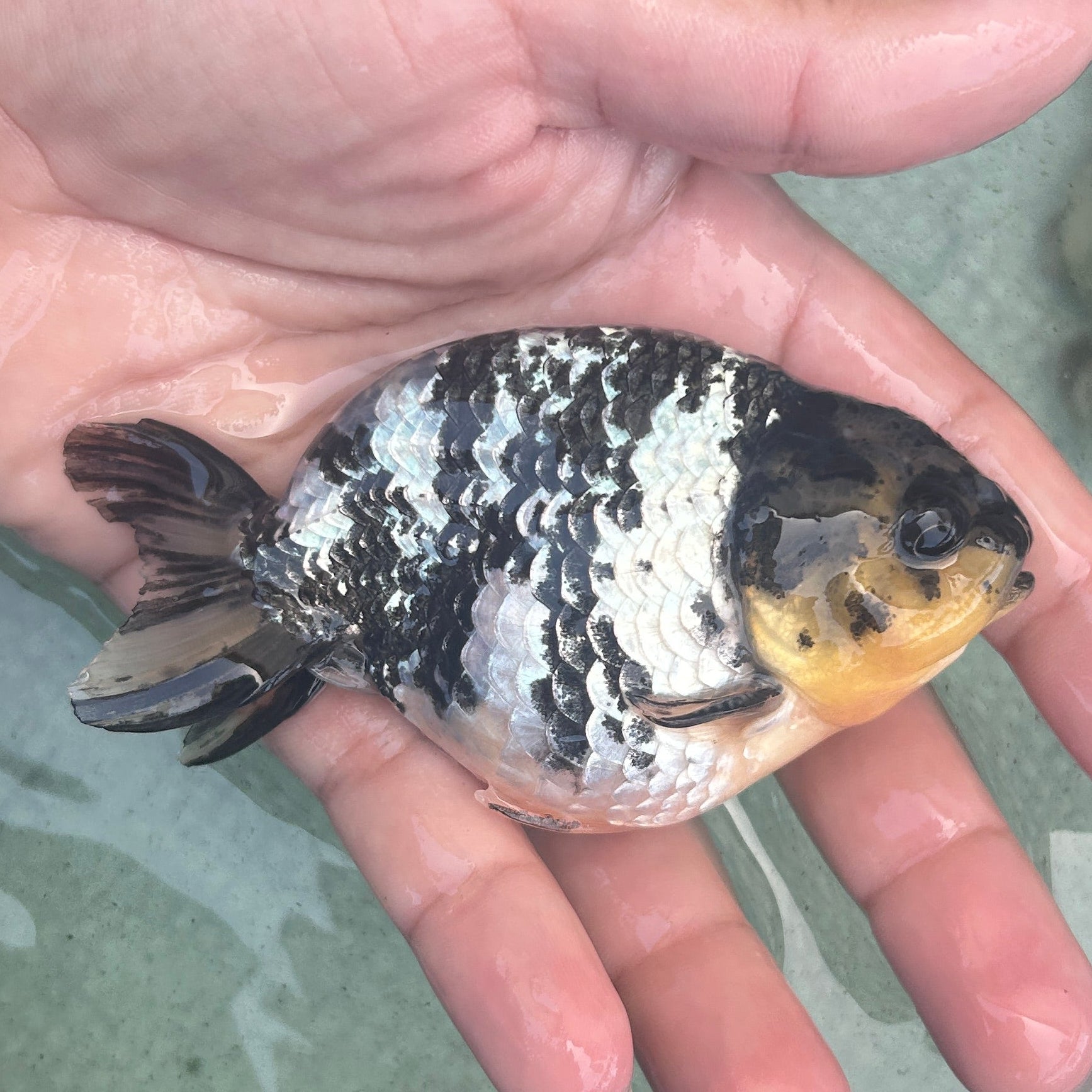 Live Premium Fancy Goldfish AA Thai Ranchu White Tiger 3.5” body Male 7 Months (JC-158) BlackTub#1