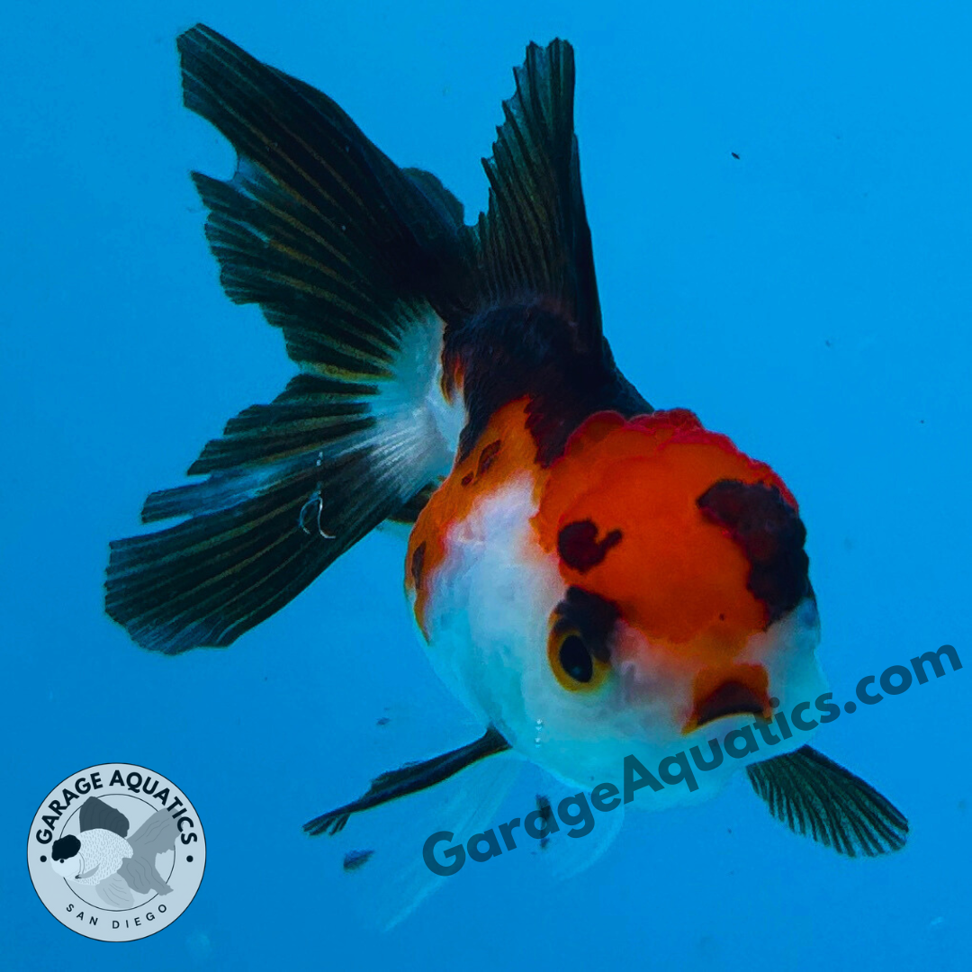 Live Premium Fancy Goldfish Thai Oranda Tri-Color 2" Body 3 Months (JC-104) R1C02