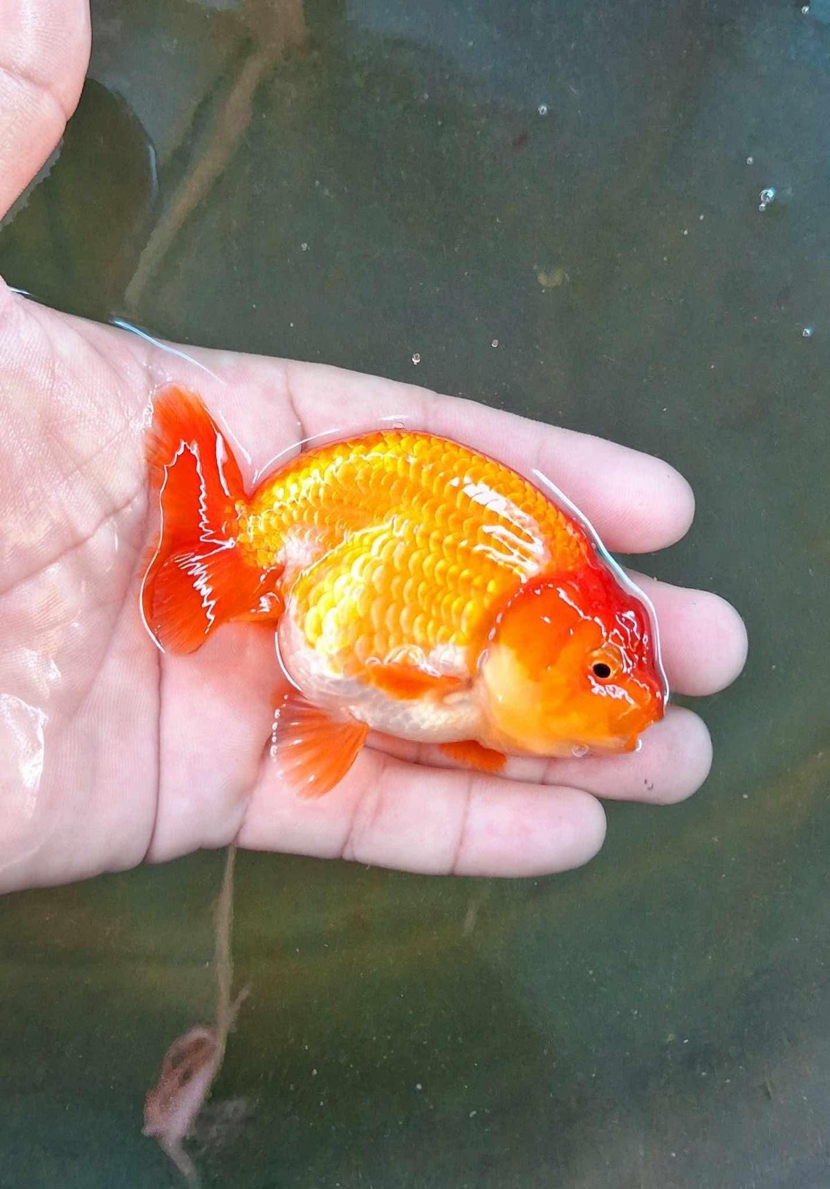 Red and White Thai Ranchu Goldfish, 3" Body 7 Months (Our Choice)