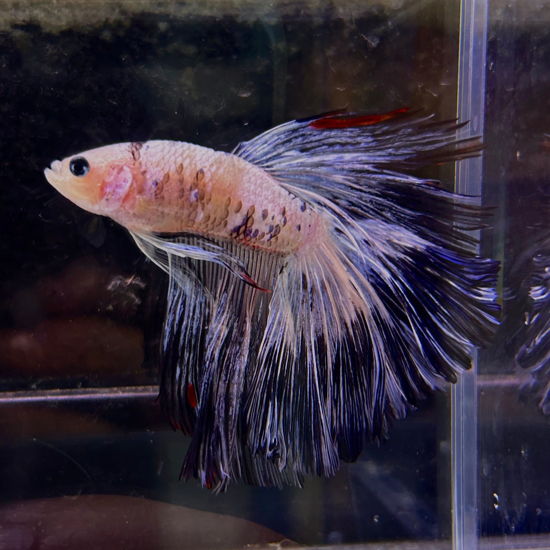 Blue Red Marble Halfmoon Male Betta Fish (You pick) JAR#4 GBM-104