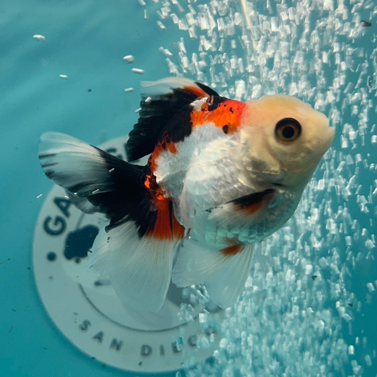Live Premium Fancy Goldfish Thai Oranda Tri-Color 2.5" Male Body (SAK-005)