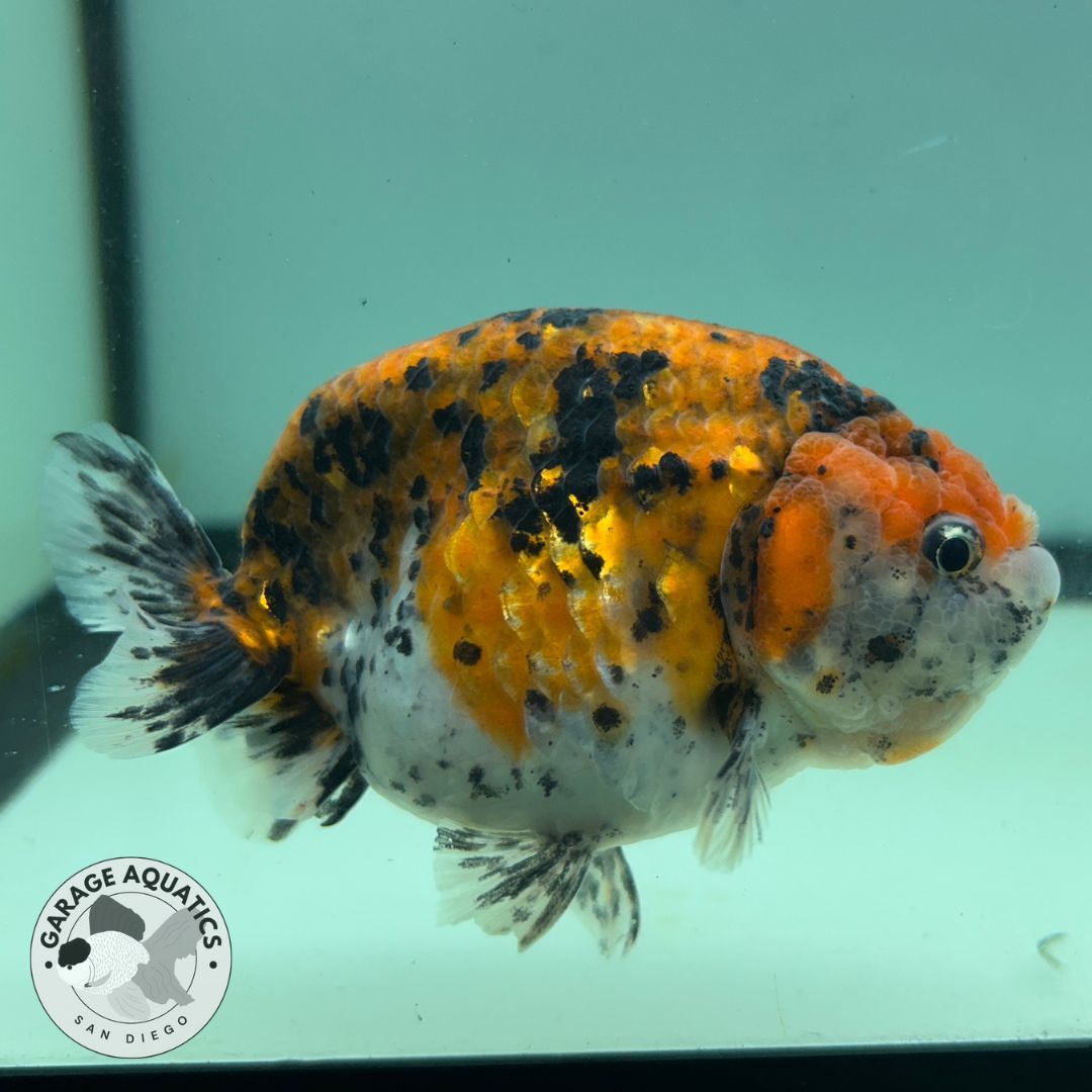 Live Fancy Goldfish Thai Ranchu Tiger Calico 3.5β Body Male 8 Months (JC-033)