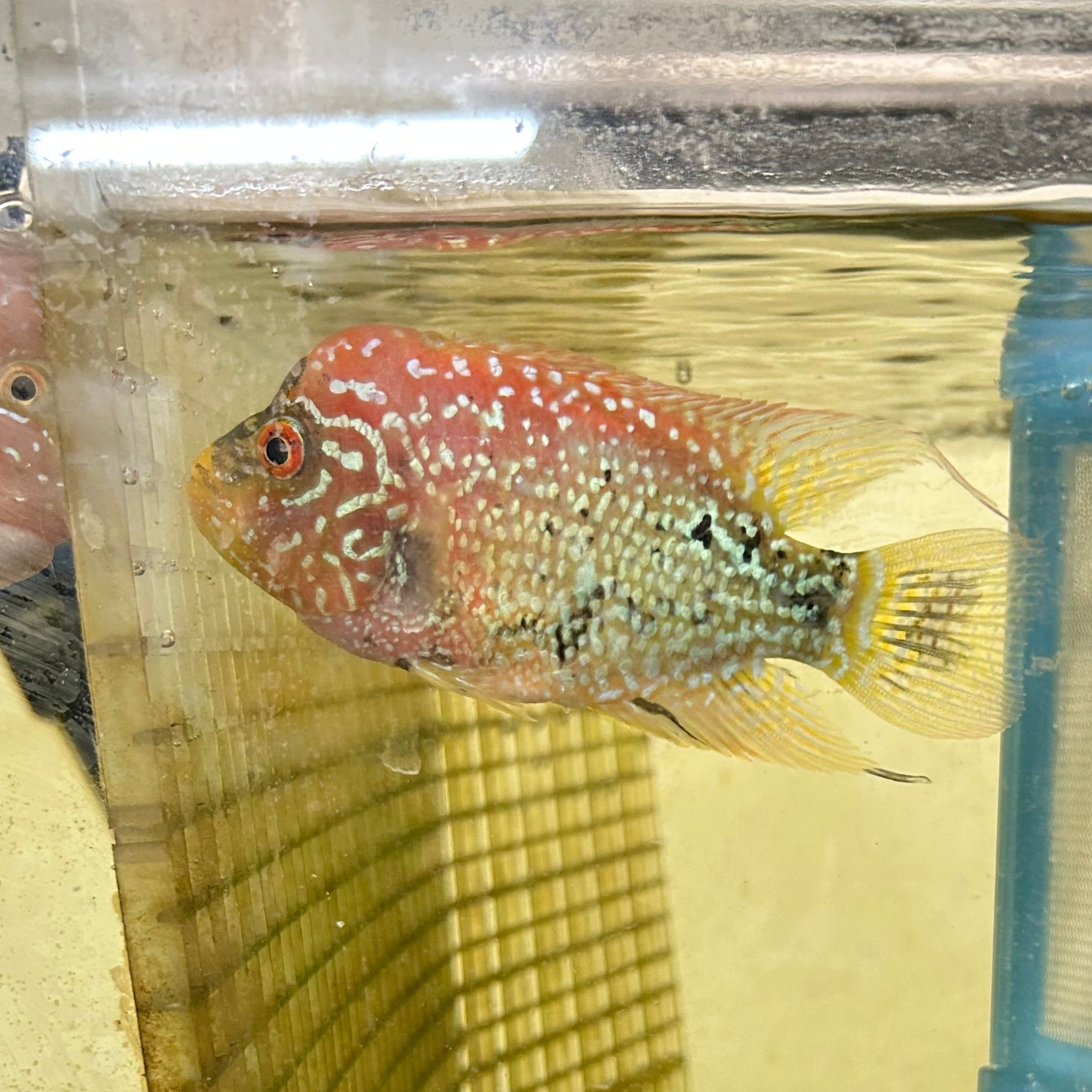 Live Freshwater Golden Base Kamfa 5"+ Male Flowerhorn by Snow X Breed Thailand (FH-001)
