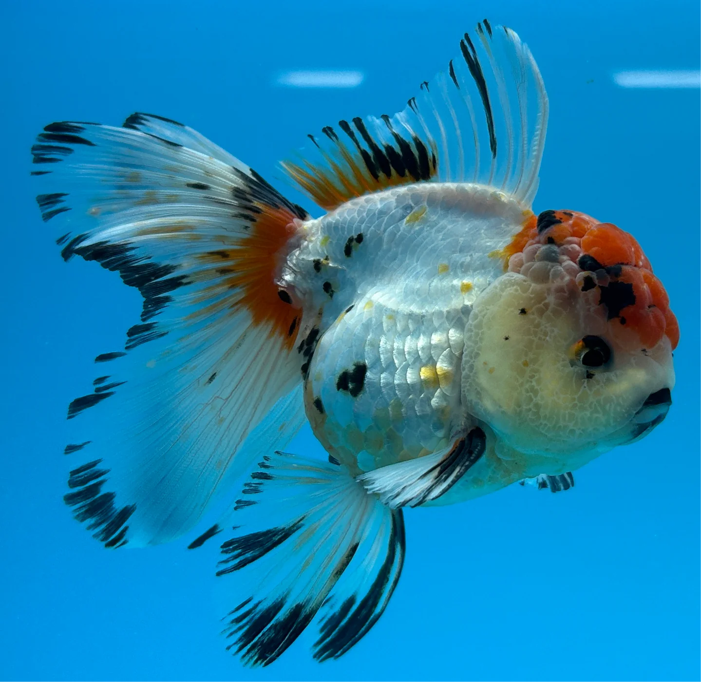 Live Fancy Goldfish AAA GRADE Thai Oranda Giant Monster Size 6" Body Mix Color (Our Choice)