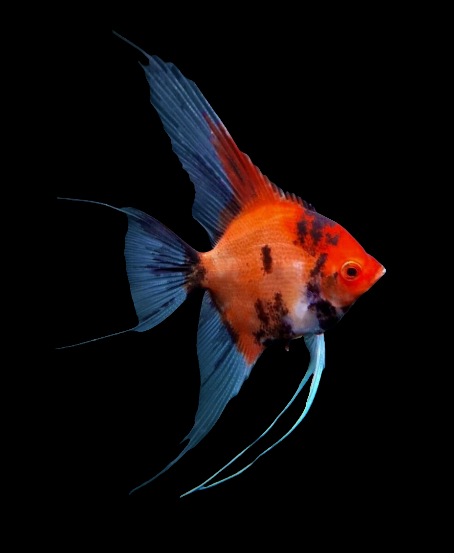 Live Fancy Fish – Red Devil (SUPER RED) Angel Fish VIP Grade, Rare Line-Bred Pterophyllum Scalare – (Our Choice)