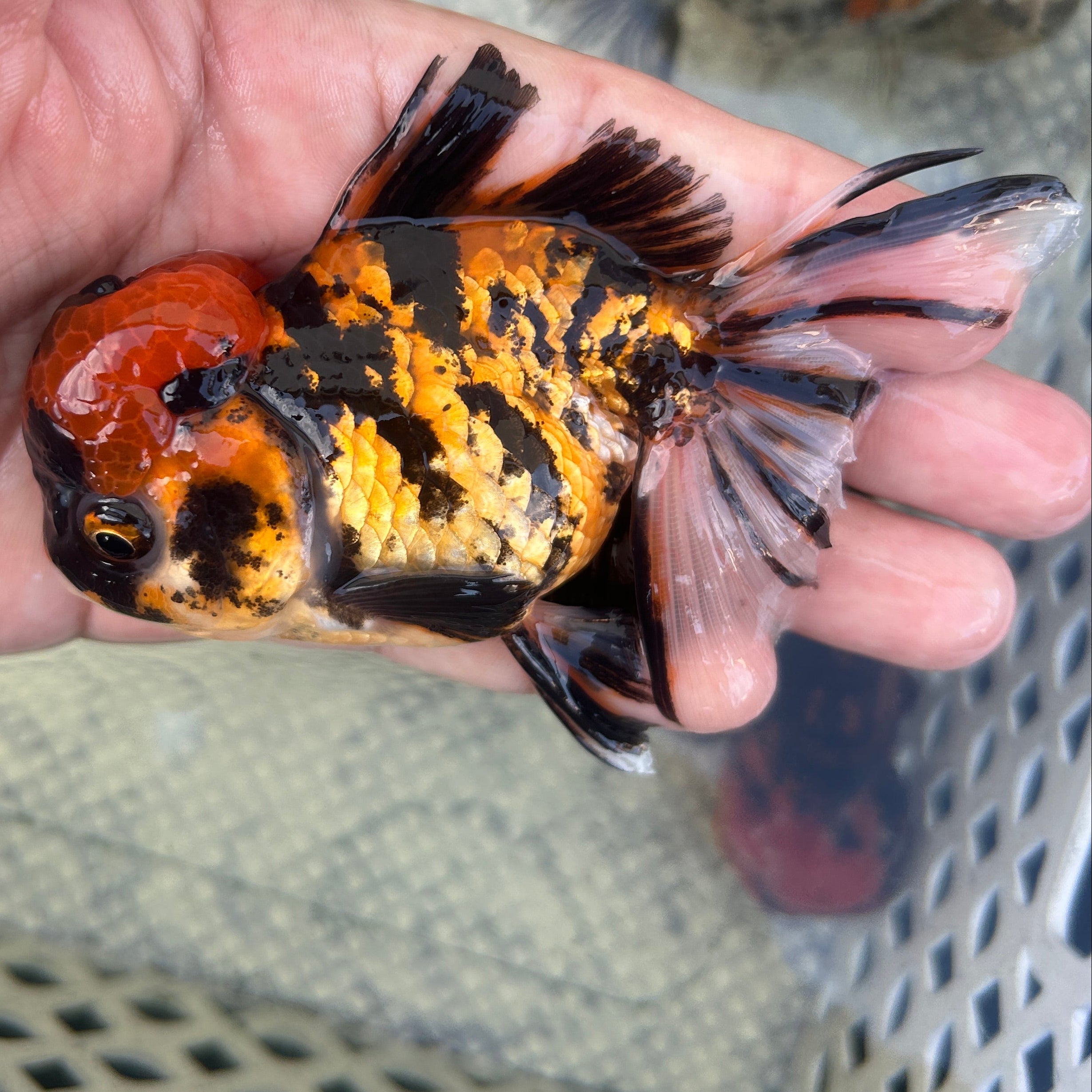 Live Premium Fancy Goldfish Thai Oranda Red Tiger 3.5” body Male 7 Months (JC-146) BlackTub#2