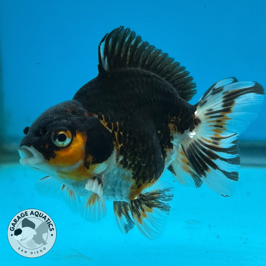 Thai Oranda Tri-Color Yuan Bao Short Tail Male 3β Body 7 Months (JC-051)